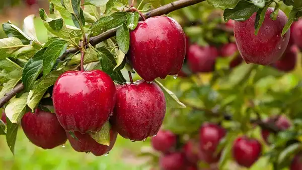 Is Apple Extract Powder Rich in Natural Polyphenols?